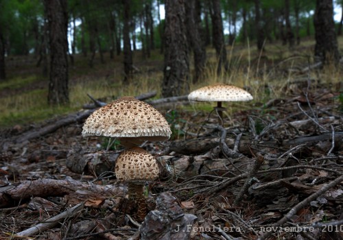 Extremadura en otoño: un paraíso micológico