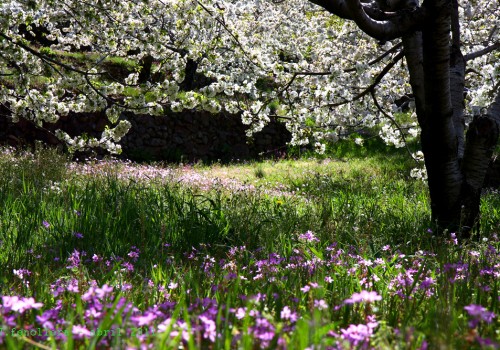 El Valle del Jerte: Mejor Destino Rural y de Naturaleza de España 2025