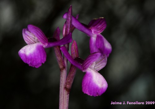 ¿Sabías que...? - Orquídeas de Extremadura