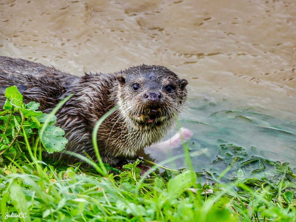 Nutria Guadiana