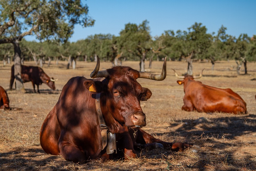 VACA RETINTA