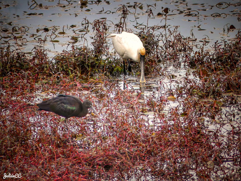 Espátula Guadiana