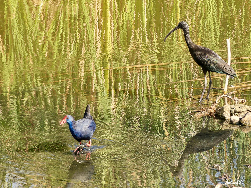 Morito y calamón