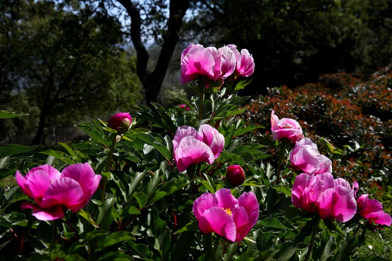 Peona o Rosa de Alejandría